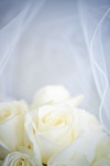 amyjarrad_0017-edit