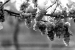 framingham-1053