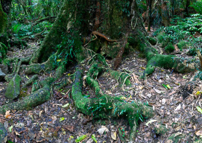 Forest Floor