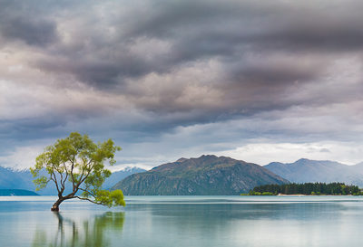 That Tree in Wanaka